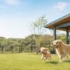 千葉のドッグランで遊ぶ犬たち