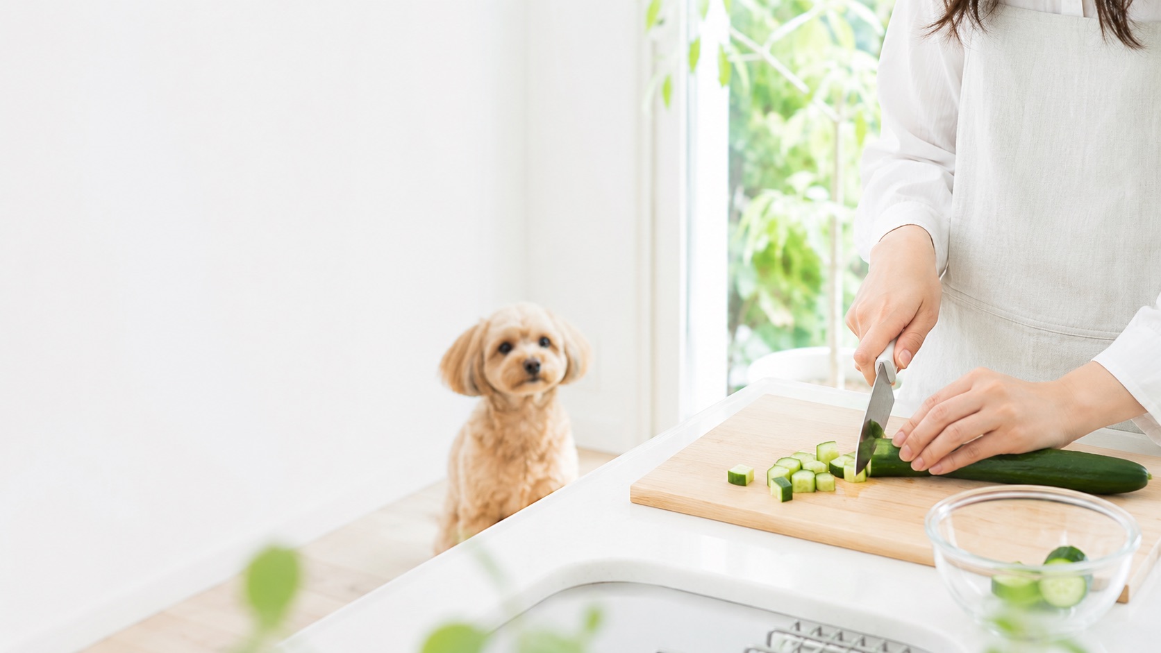 犬が離れて待つキッチンで、きゅうりを小さく切る様子